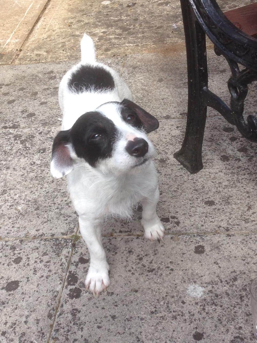 EmmaSearchForD1's tweet photo. 🐾🐕Please retweet everyone who sees this post for these 2 Jack Russell Terrier dogs~a Mother &amp; Daughter missing from their home garden/field/Runsell View area Danbury nr Chelmsford, Essex CM3 20/7/20. Possibly stolen.We need a sighting/some info!🍀 🆘️  #findhattieandtoast 🐾🐕 https://t.co/7j6eUVibIZ