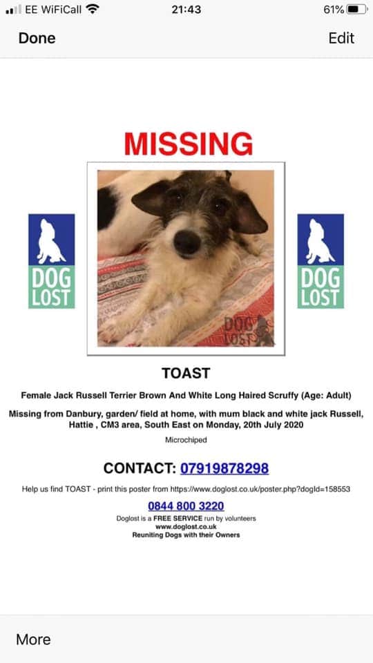 EmmaSearchForD1's tweet photo. 🐾🐕Please retweet everyone who sees this post for these 2 Jack Russell Terrier dogs~a Mother &amp; Daughter missing from their home garden/field/Runsell View area Danbury nr Chelmsford, Essex CM3 20/7/20. Possibly stolen.We need a sighting/some info!🍀 🆘️  #findhattieandtoast 🐾🐕 https://t.co/7j6eUVibIZ