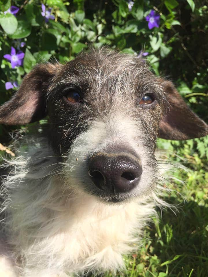 EmmaSearchForD1's tweet photo. 🐾🐕Please retweet everyone who sees this post for these 2 Jack Russell Terrier dogs~a Mother &amp; Daughter missing from their home garden/field/Runsell View area Danbury nr Chelmsford, Essex CM3 20/7/20. Possibly stolen.We need a sighting/some info!🍀 🆘️  #findhattieandtoast 🐾🐕 https://t.co/7j6eUVibIZ