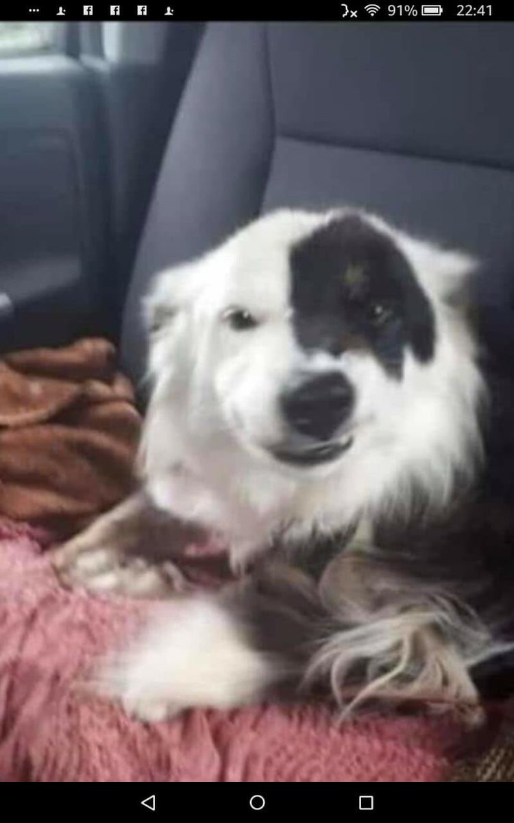 🆘💕🆘 This is spot our missing sheep dog .spot has been missing since 5/12/2018 .we  took her over to bryncoch  farm gwynfe  to a so called  sheep dog trainer to have some lessons and basically he says he lost her . Spot is a tri colour bitch   and her markings are  quite