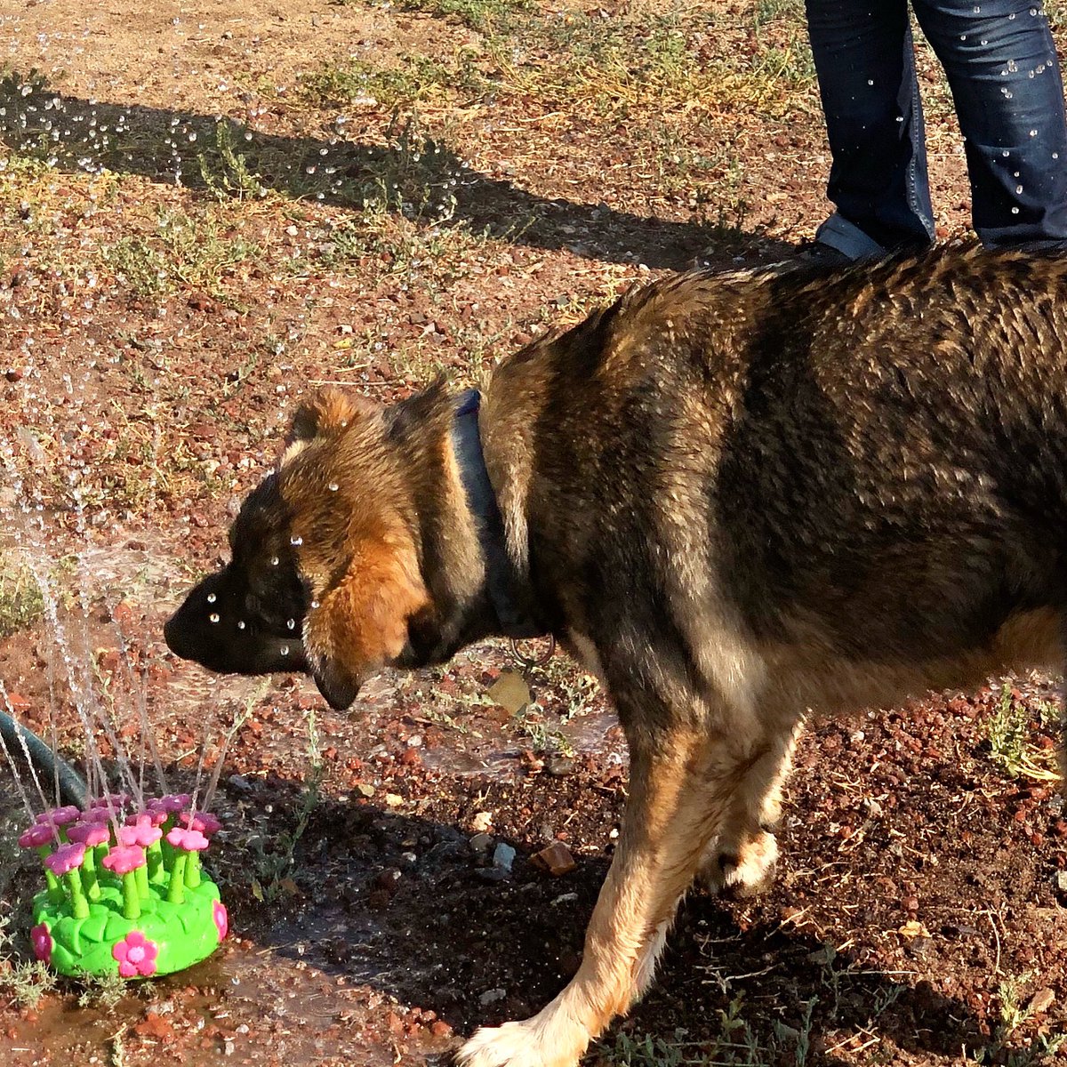 pawsibilitiesNV's tweet photo. Ruby thoroughly enjoys the sprinkler! #AdoptDontShop https://t.co/xjIUCefiDt