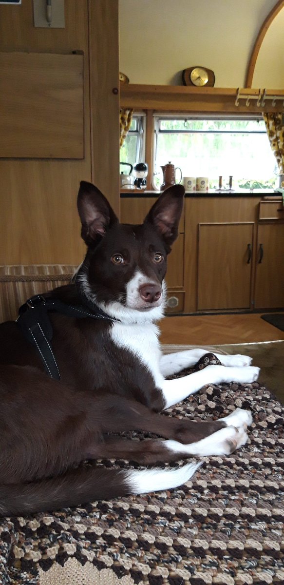 BorderTess's tweet photo. Tess has been very busy lately enjoying her first caravan holiday #caravanholidays #bordercollie #vintagecaravan https://t.co/Gx0zdbH3FN