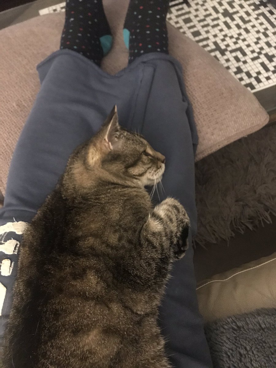danielmoonbags's tweet photo. Killian the Cat is absolutely in cahoots with me, because the rule in our house is that if a cat is sitting on you, you don’t have to get up or do anything.
So now I’ve a sleepy boy on me AND I’m getting handed cocktails.
Everything’s coming up Milhouse. https://t.co/CBO7U65Qjo