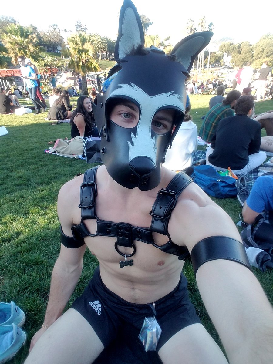 petplay hashtag on Twitter