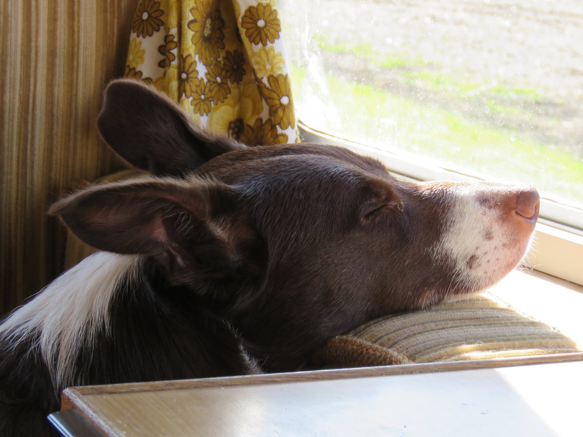 BorderTess's tweet photo. It's tiring work watching the world go by. #caravanholiday #bordercollie #vintagecaravan https://t.co/a1XELJS1W9