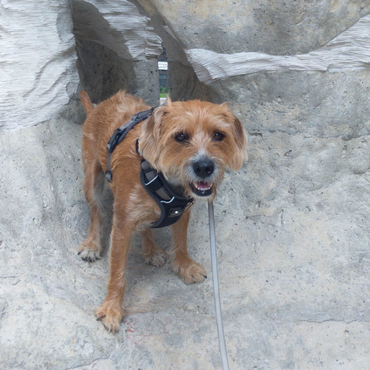 Out exploring in #Vauxhall and found a new rock to climb... #londondog #dogsoftwitter #dogslife