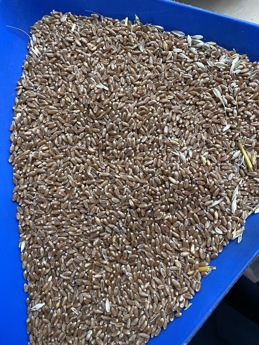SandeeHardy's tweet photo. Seeing some huge protein and high test weight > 400 grams/half L on C&amp;M Seeds Pro 81 at the elevator tonight! 👌🏻🌾 #hardredwheat https://t.co/AK4pucK8vD