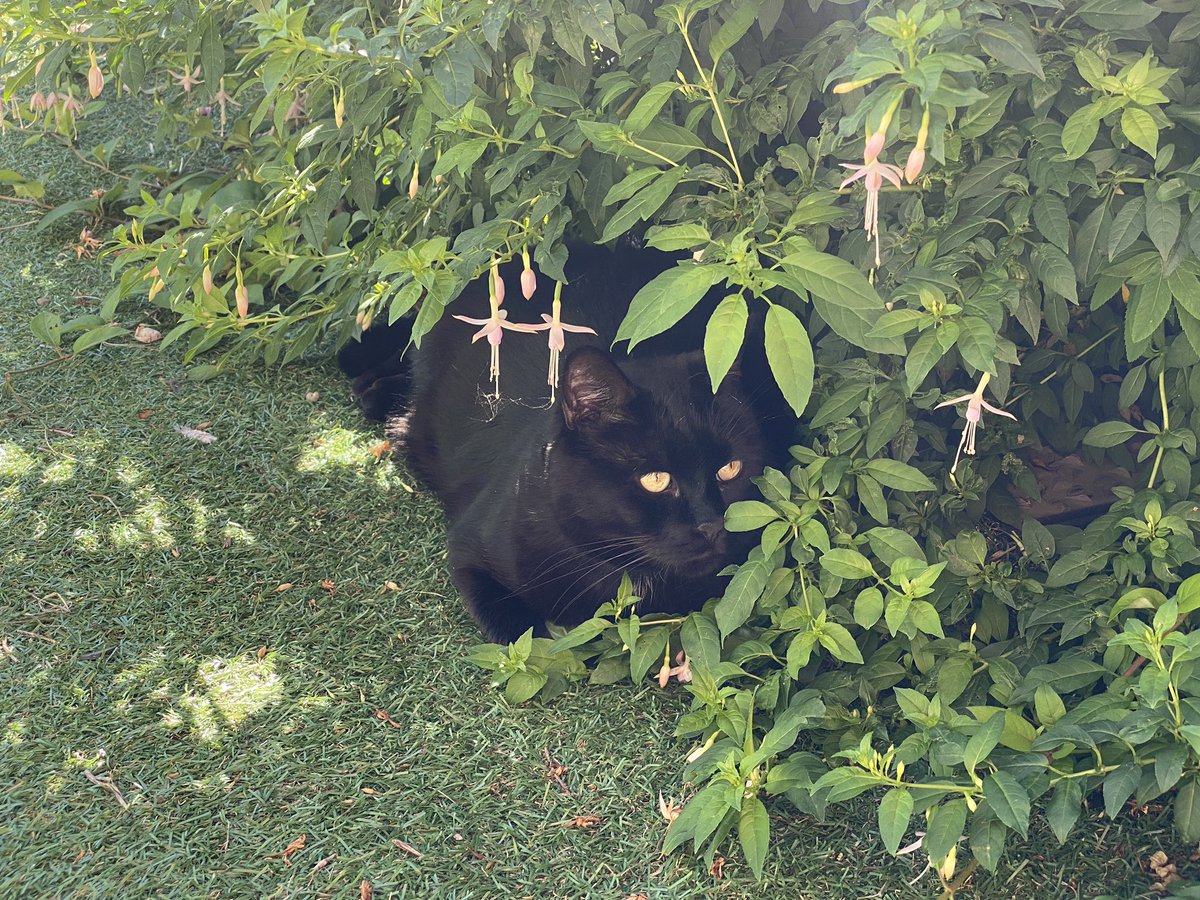 ChocPanther16's tweet photo. Enjoying the garden in the sun. https://t.co/6nZNcSSHIP