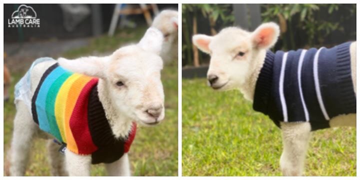 lambcareaus's tweet photo. Lenni and Jack modelling the latest in lamb wear https://t.co/CncxHkOdsl