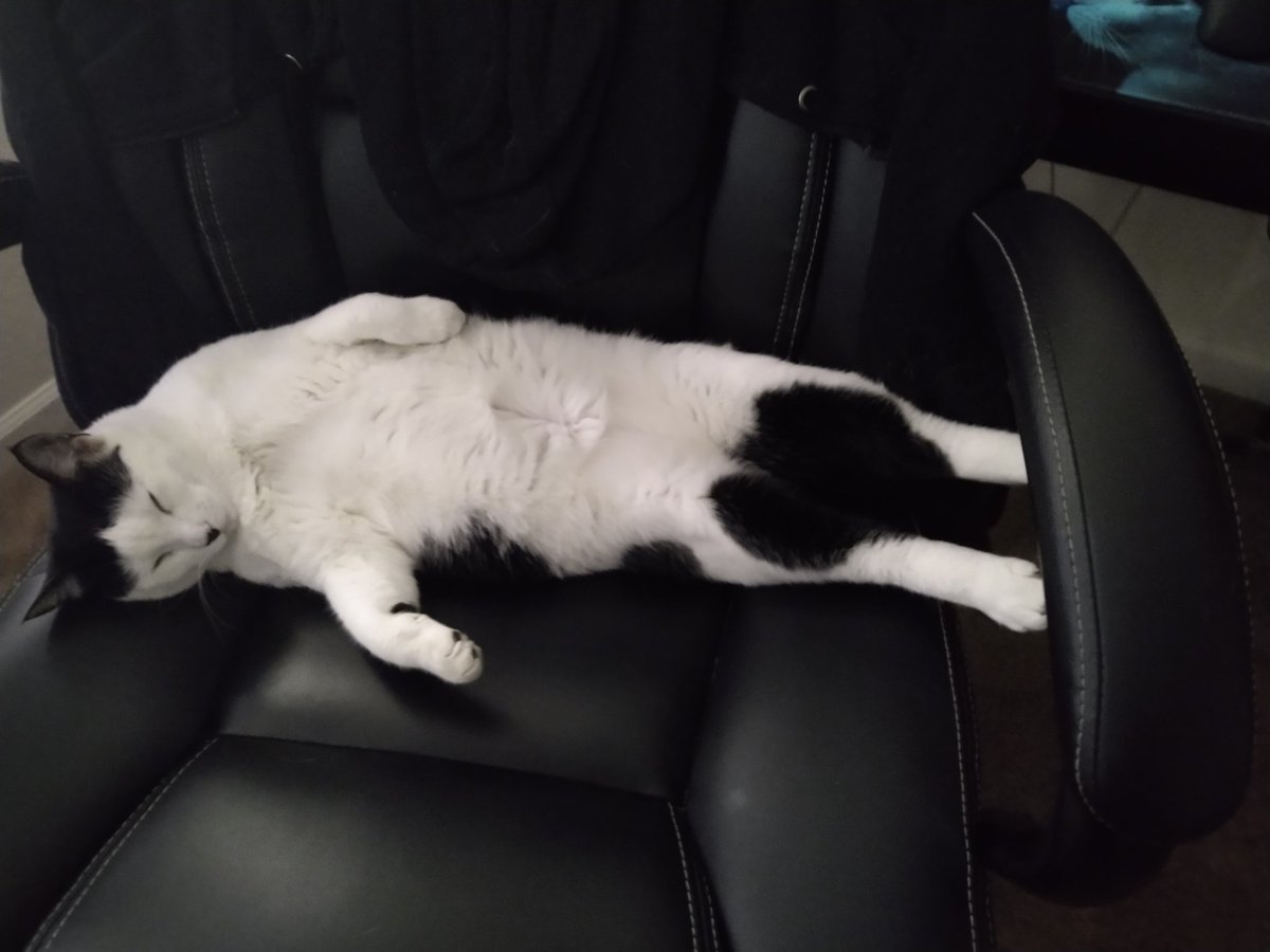 My hooman won't be working on the computer today. It's nap time for me!
#cats #Caturday #CatsOfTwitter #CatsOnTwitter #CatsOfTheQuarantine