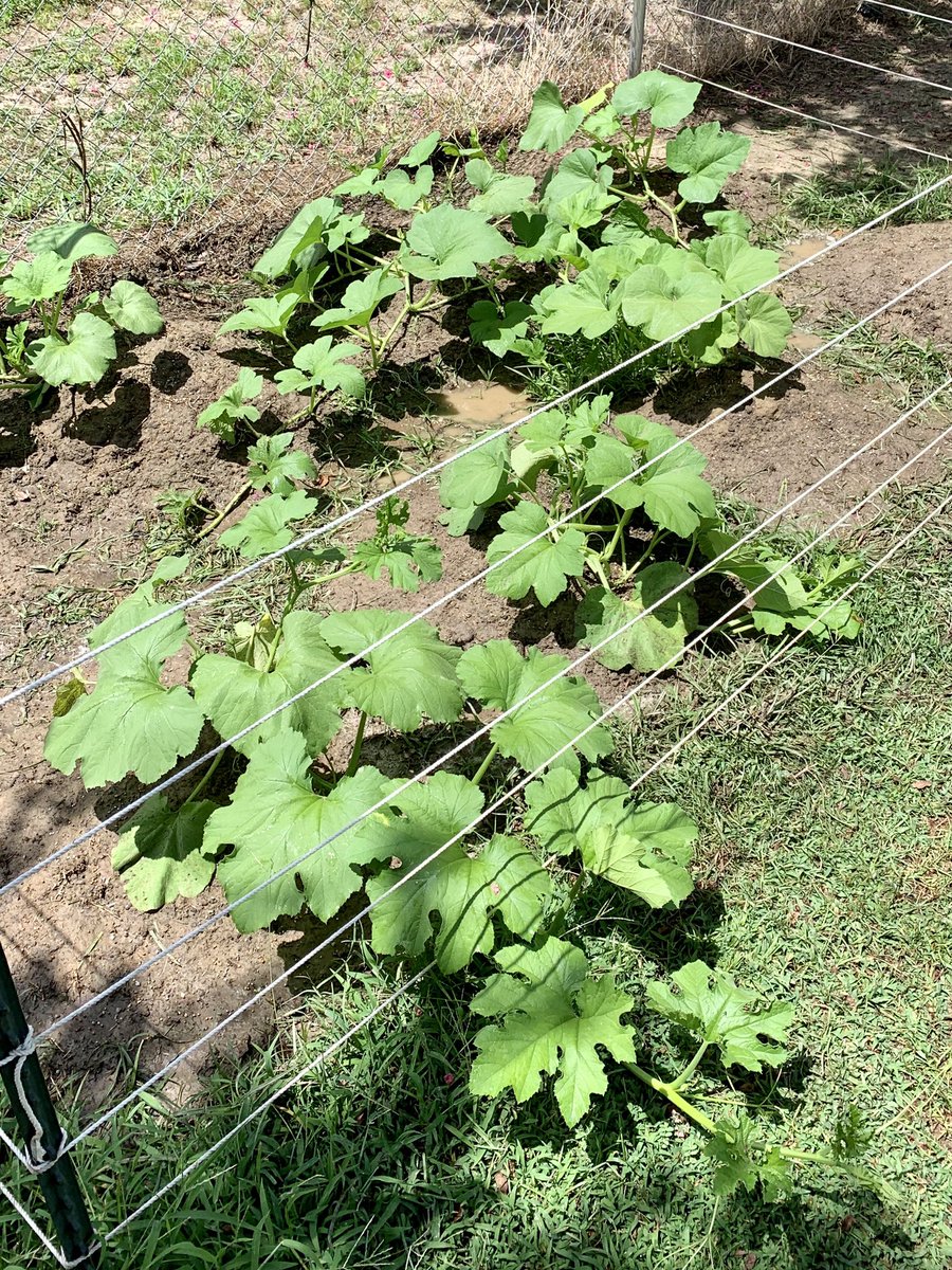 Ten days later and business is booming in the pumpkin patch. One month down 