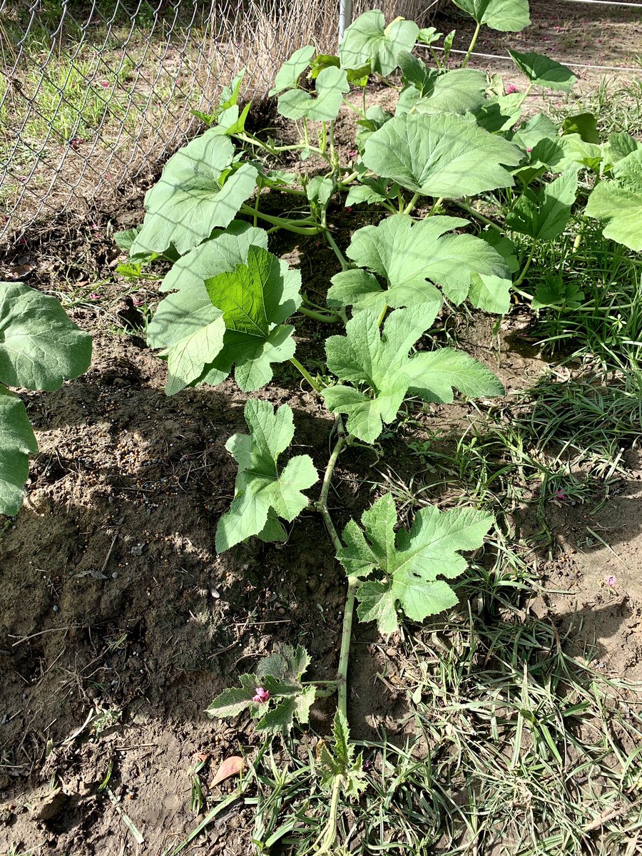 Ten days later and business is booming in the pumpkin patch. One month down 