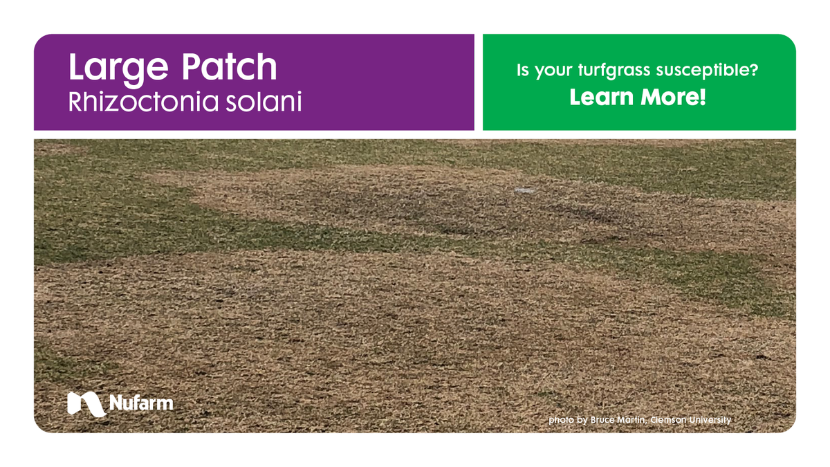 NufarmUSTurf's tweet image. Large patch can spread quickly to form irregular patches of blighted grass. Control it with a variety of Nufarm solutions including #TractionFungicide and #TourneyFungicide. ➡️ nufarm.com/usturf/traction or nufarm.com/usturf/tourney

#largepatch #fungicide #turf #turflife