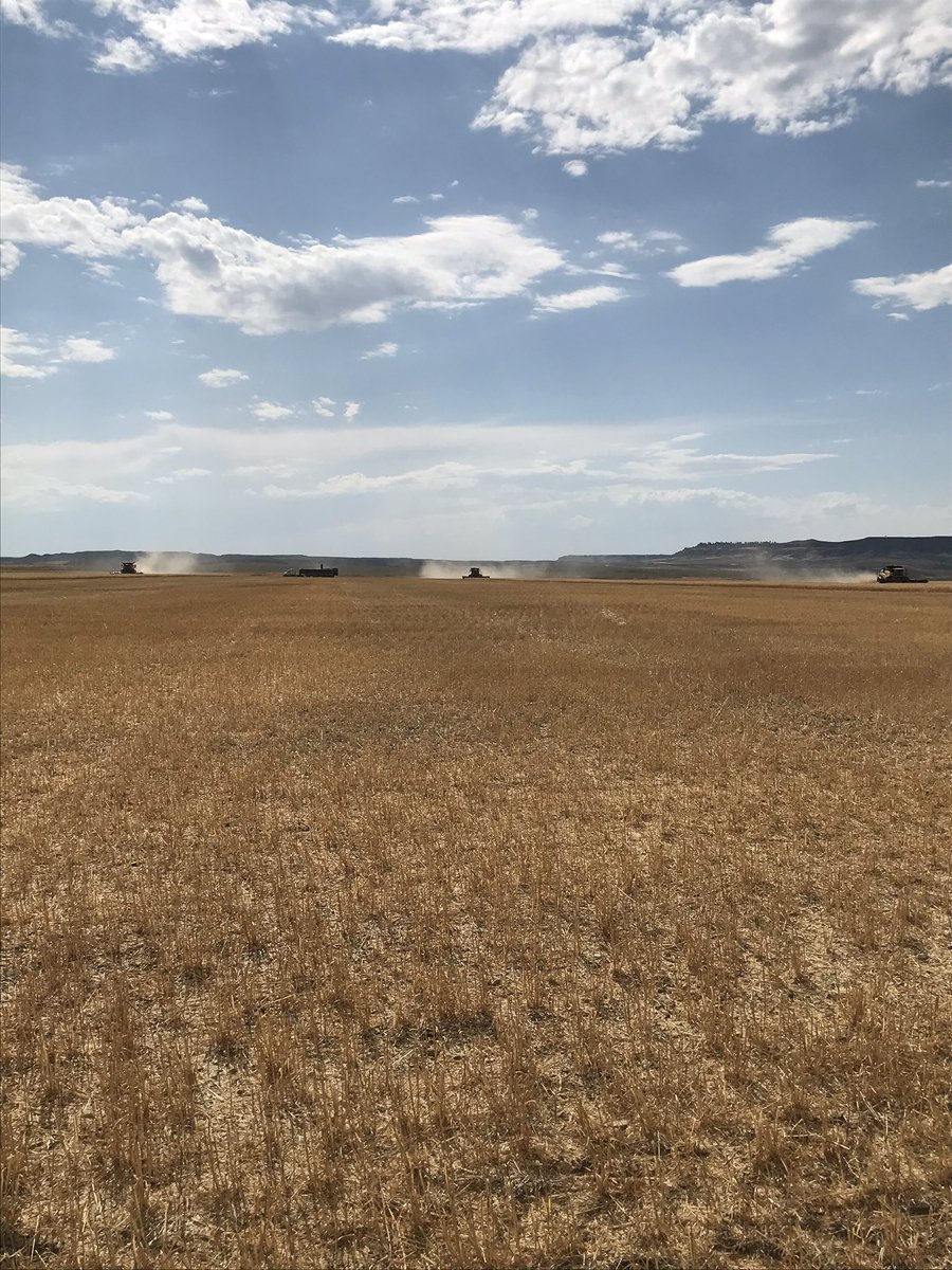 It’s beautiful day to be cutting wheat! #harvest2020 #Montana <a href="/NEwheatie/">NEwheatie</a> <a href="/ldpetersen/">Dana Petersen</a> <a href="/KstmKtr/">Jim Zeorian</a>