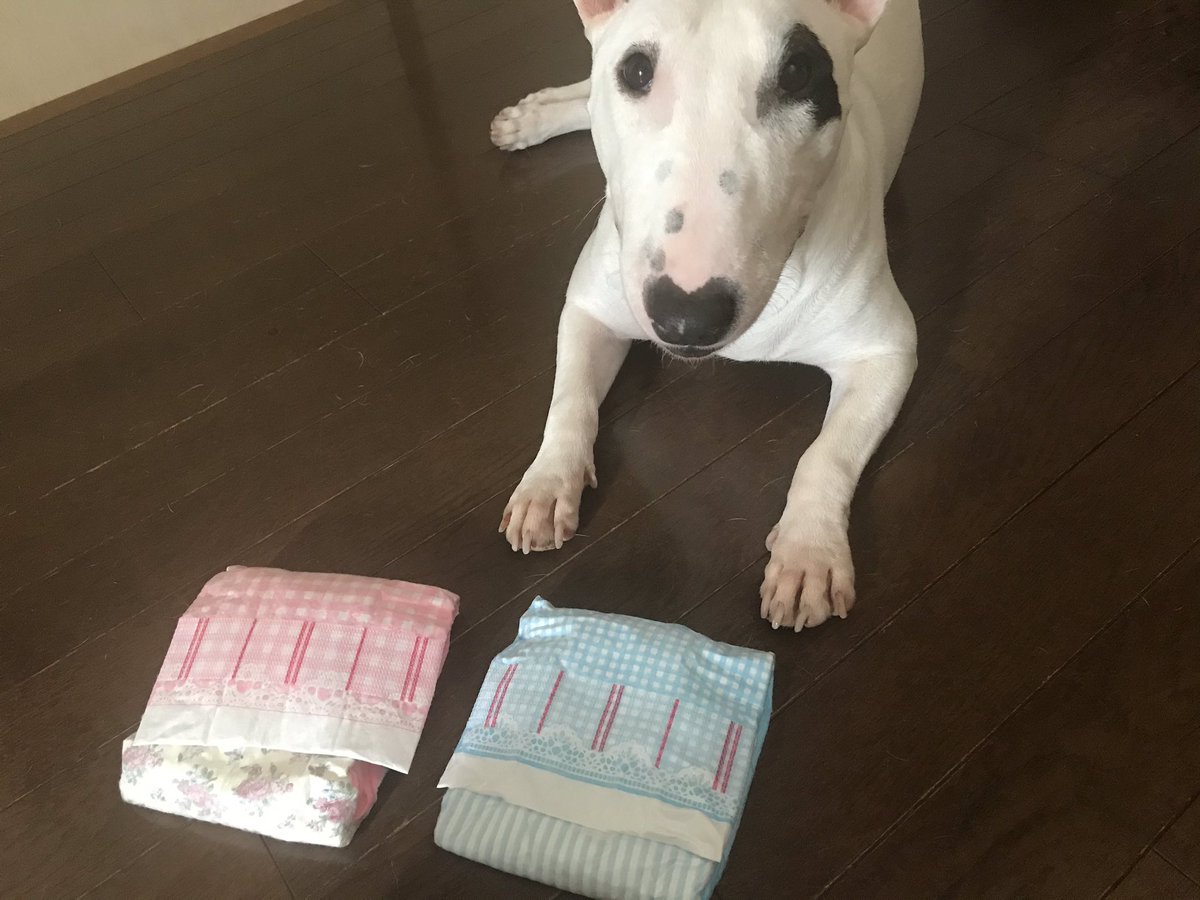 Peachy サスペンダーが届いたぁ ーピィ子ー 前に使っていた自作サスペンダーをピィ子が破壊してしまったから 今回は市販品を買いました 今回は3点支持 気に入らない顔なのは 突っ張るから 今日のオムツはブルーです 犬を飼うということ ピィ子 Peachy サスペンダーが届いたぁ ーピィ子ー 前に使っていた自作サスペンダーをピィ子が破壊してしまったから 今回は市販品を買いました 今回は3点支持 気に入らない顔なのは 突っ張るから 今日のオムツはブルーです 犬を飼うということ ピィ子