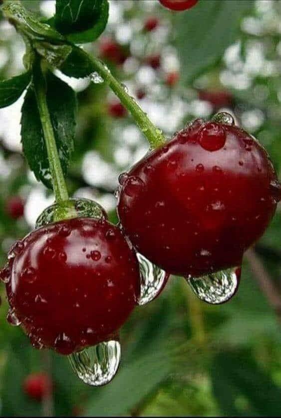 Нэгэн схан өг-лөө-г өгсөн өглөөний мэндээ манайхаан