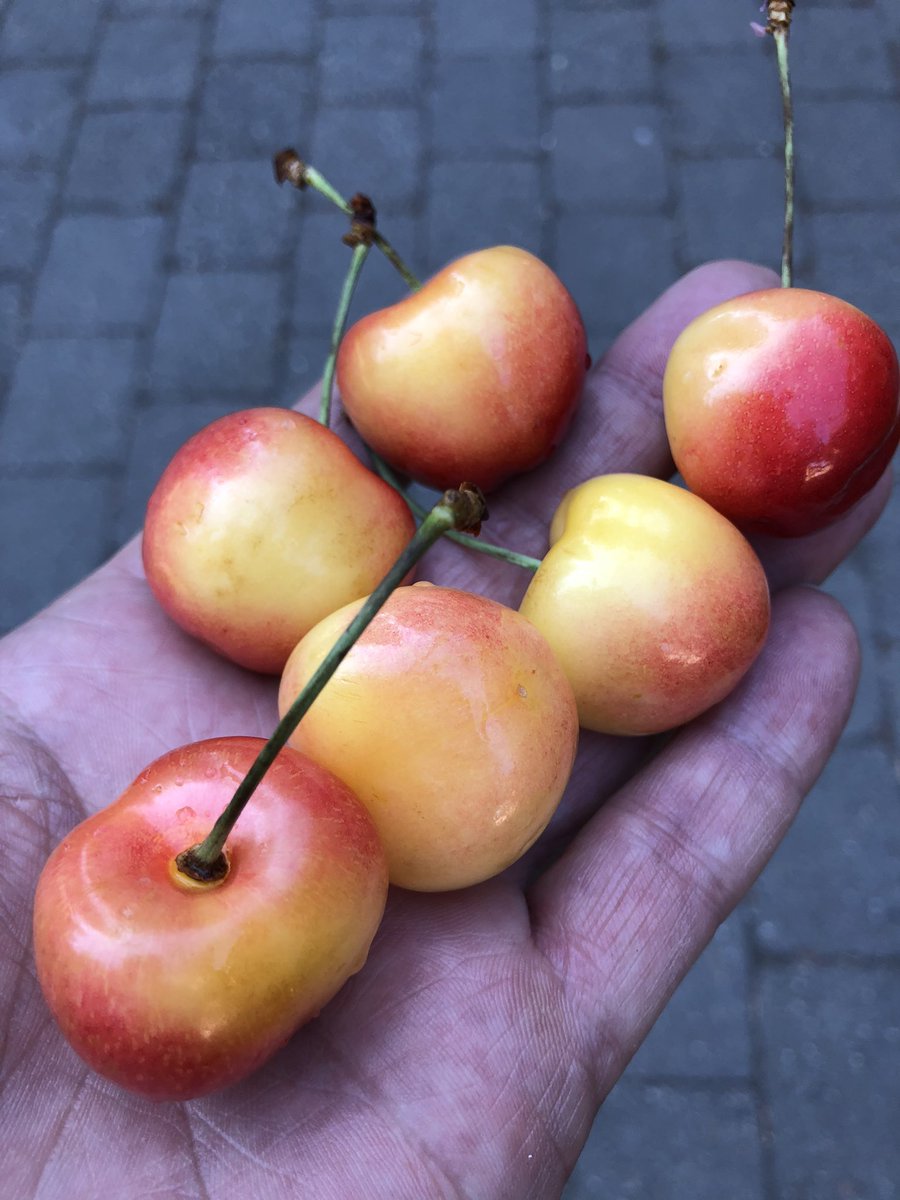 sn0wman72's tweet photo. Rainer Cherries have to be one of the highlights of the summer, they are even better here in the heart of the PNW https://t.co/DzkoOP6hjd