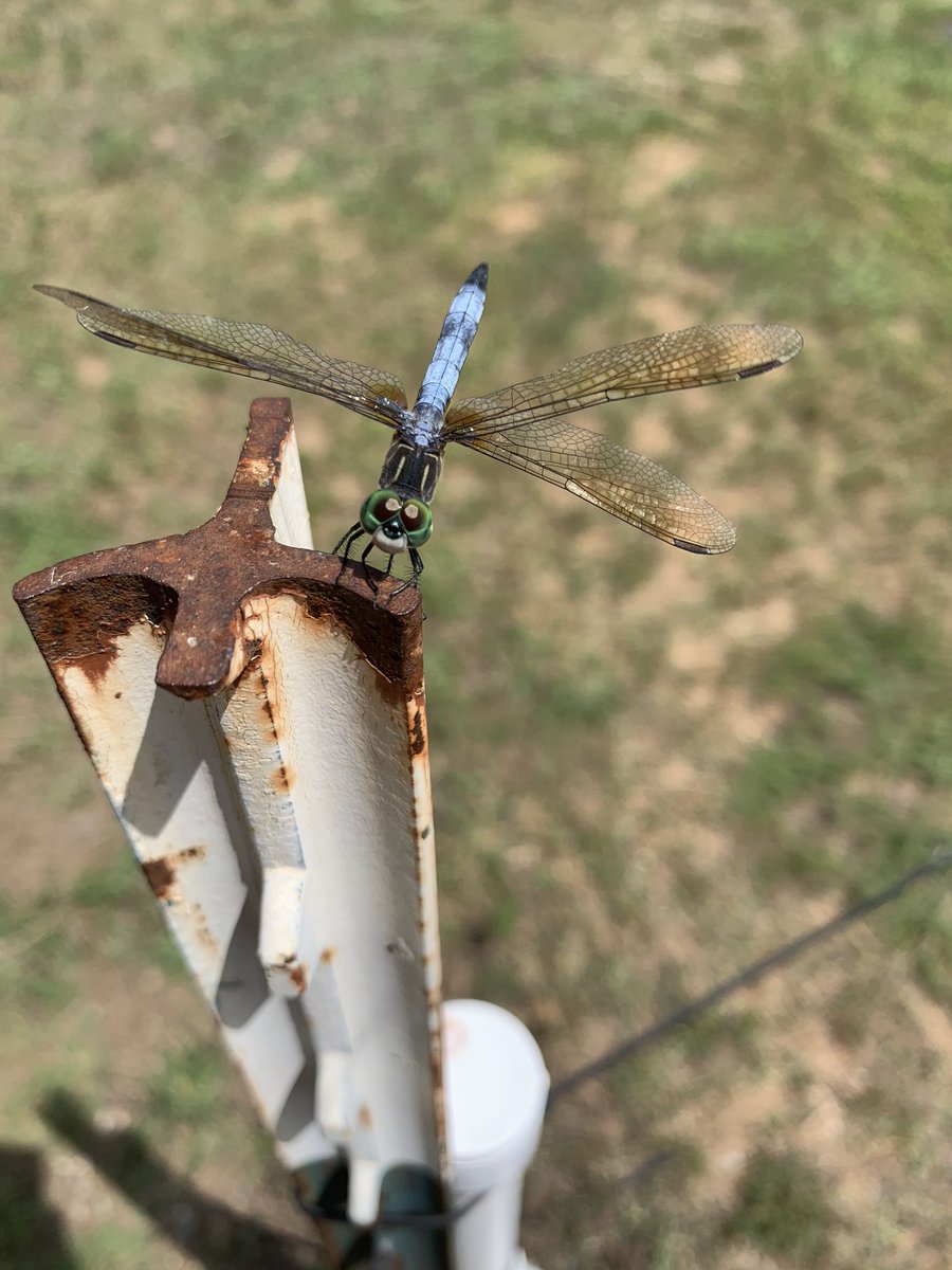 hailstorm925's tweet photo. Met this cool guy today https://t.co/7GWNqvnz7s