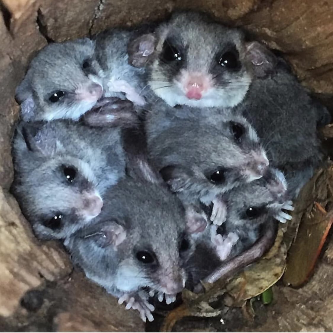 Tree hollows are important for the Eastern Pygmy Possum - providing a safe place to sleep the day away for the whole family! 

Can you spot mum? 

There were 6 bubs in this salvaged hollow nestbox with her! 💗🐭💗

#pygmypossum #WildOz #conservation #bankslab #sydneyuni  #phd