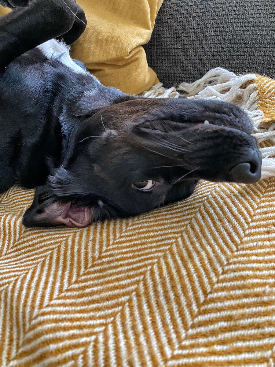 Nobody_Girl's tweet photo. Saturday morning feels... #lazyweekend #sosleepy #sleepypup #strikeapose #dontmakemegetup #comfy #watchalookinat #springador #kuro https://t.co/dhprJgh0LS