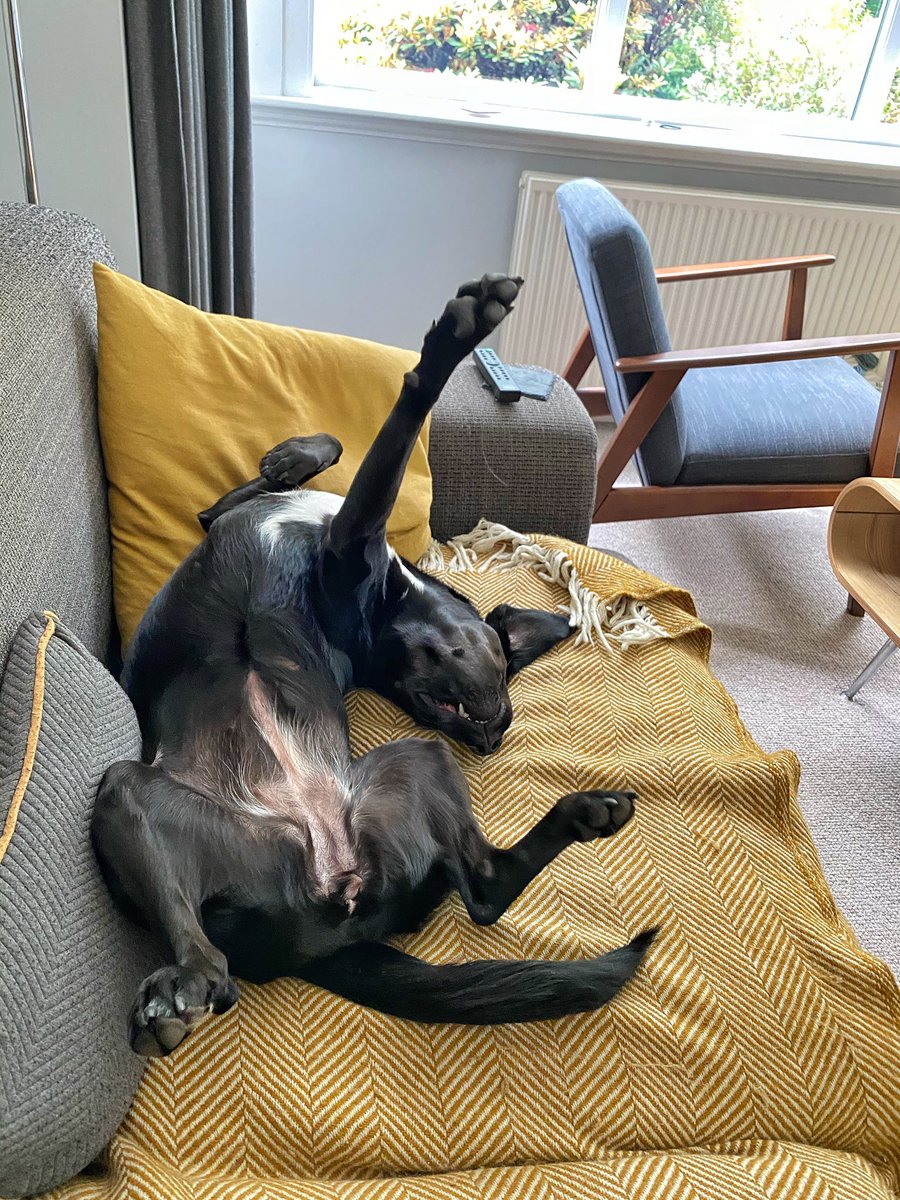 Nobody_Girl's tweet photo. Saturday morning feels... #lazyweekend #sosleepy #sleepypup #strikeapose #dontmakemegetup #comfy #watchalookinat #springador #kuro https://t.co/dhprJgh0LS
