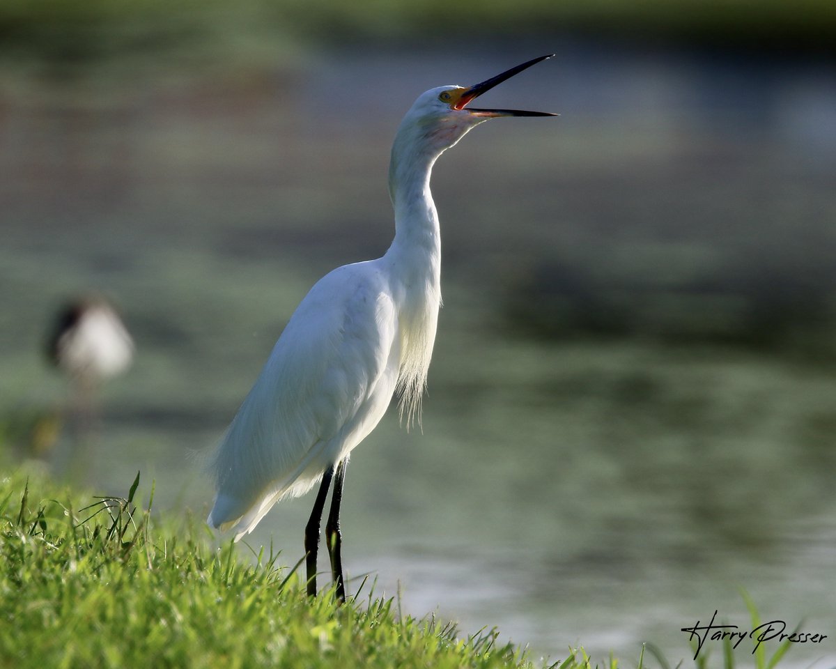 hknaturephotos's tweet photo. Snowy Egret: #birdconservation #ornithology #nature #photography #birdtonic #naturelovers #BirdTwitter#TwitterNatureCommunity #NaturePhotography #wildlifephotography #birdwatching #birds #BirdsofaFeather #birding #bird #birdphotography #birdtonic #photooftheday #aviary #aviaries https://t.co/e86bNi2TLy