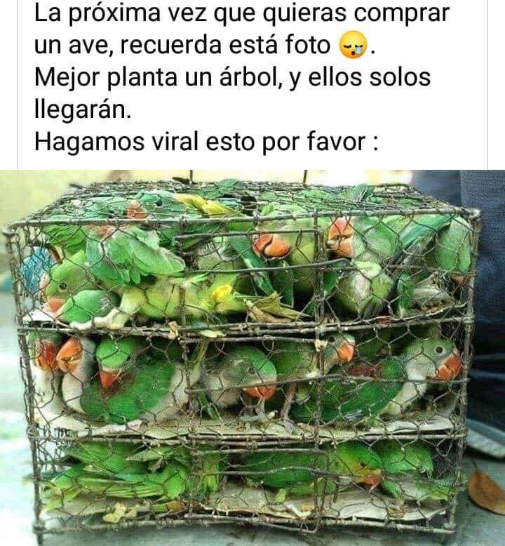 EcoInventos's tweet image. Las aves, siempre en libertad 🐦🦅