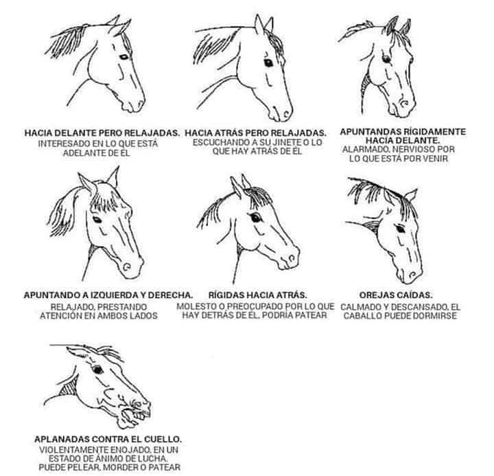 YoVet_Oficial's tweet photo. El significado de las orejas en los caballos https://t.co/0MEFwCrISi