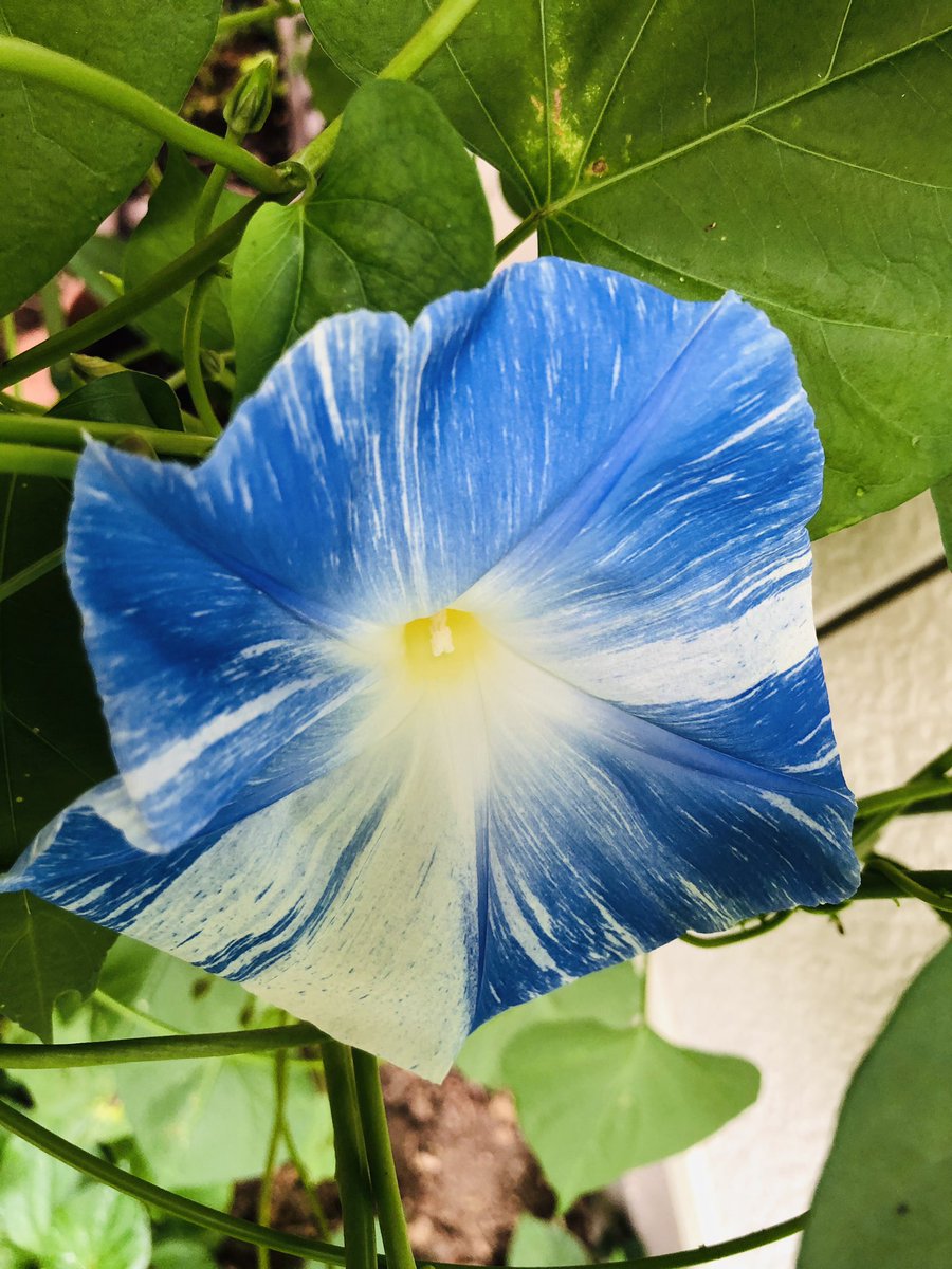 薬屋わちきれいと元気のお手伝い On Twitter おはようございます やっぱり雨 気温24度 須賀川市長沼 イマソラ 空ネット 朝顔 が咲いた 微妙に色を変えて それぞれが個性を発揮しています みんな違ってみんないい 朝顔 今日も楽しく参りましょう