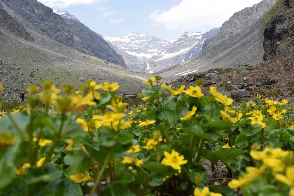 ...I worked diligently at this day & night, until I began my second life 1500 days back, when I quit my Corporate Slavery.To a long and kicking life!P.S. - Image from my Trek: Leaving the Tree line behind, on the way to the snowline!(End)