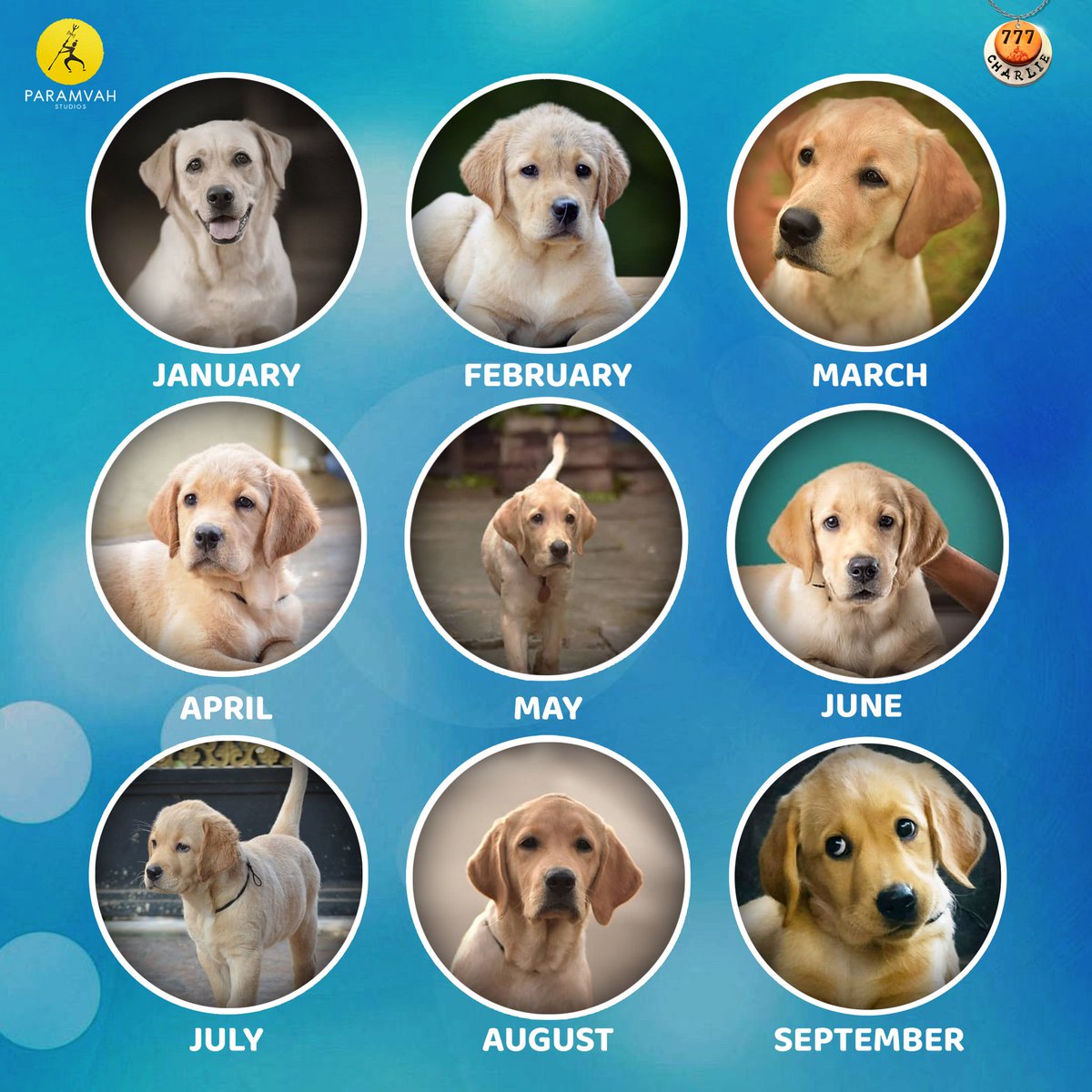 ParamvahStudios's tweet image. Charlie ordered for her calendar, &amp;amp; Dharma didn&apos;t have an option... 😉
#MonthGrid #TrendingFormat #777Charlie 

#ParamvahStudios