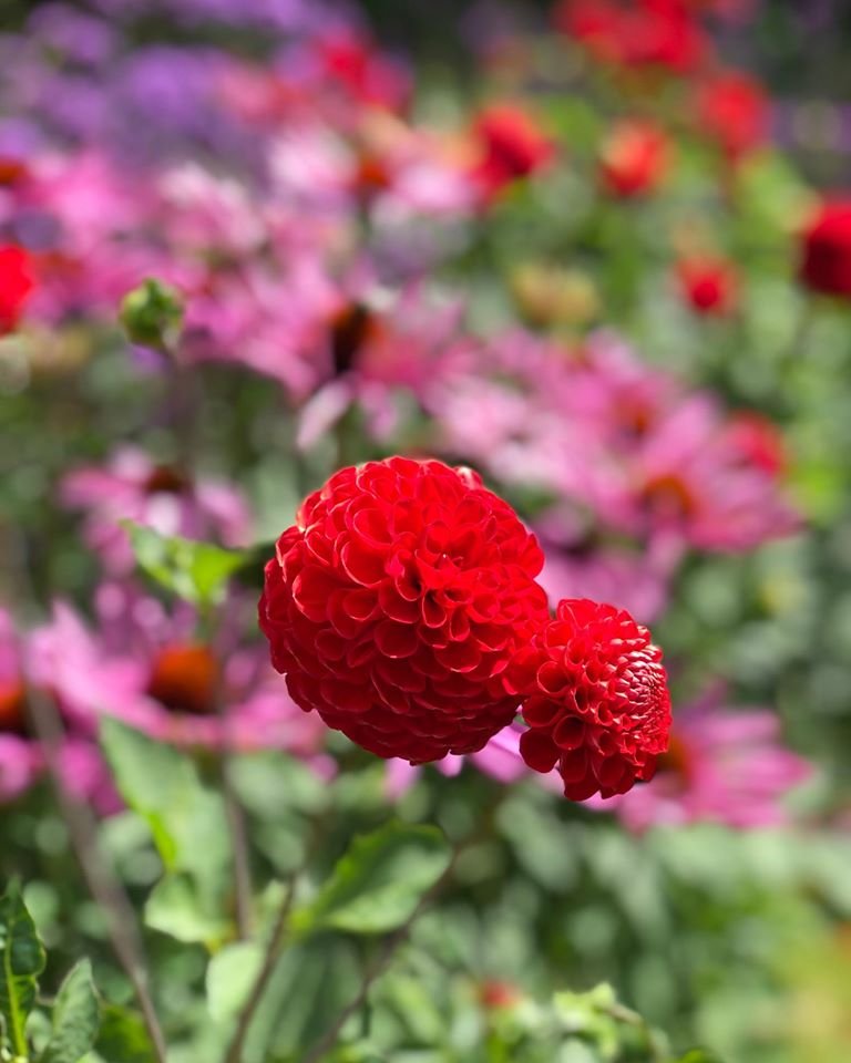 TaleTwig's tweet image. Things might feel a bit uncertain again, or still, depending on where you are. ❤ We hope you can turn to your loved ones, garden, hobbies, or things that bring you joy and comfort and that this gives you hope for better days to come.  Hugs, stay safe x🌈
#covid19 #twigandtale