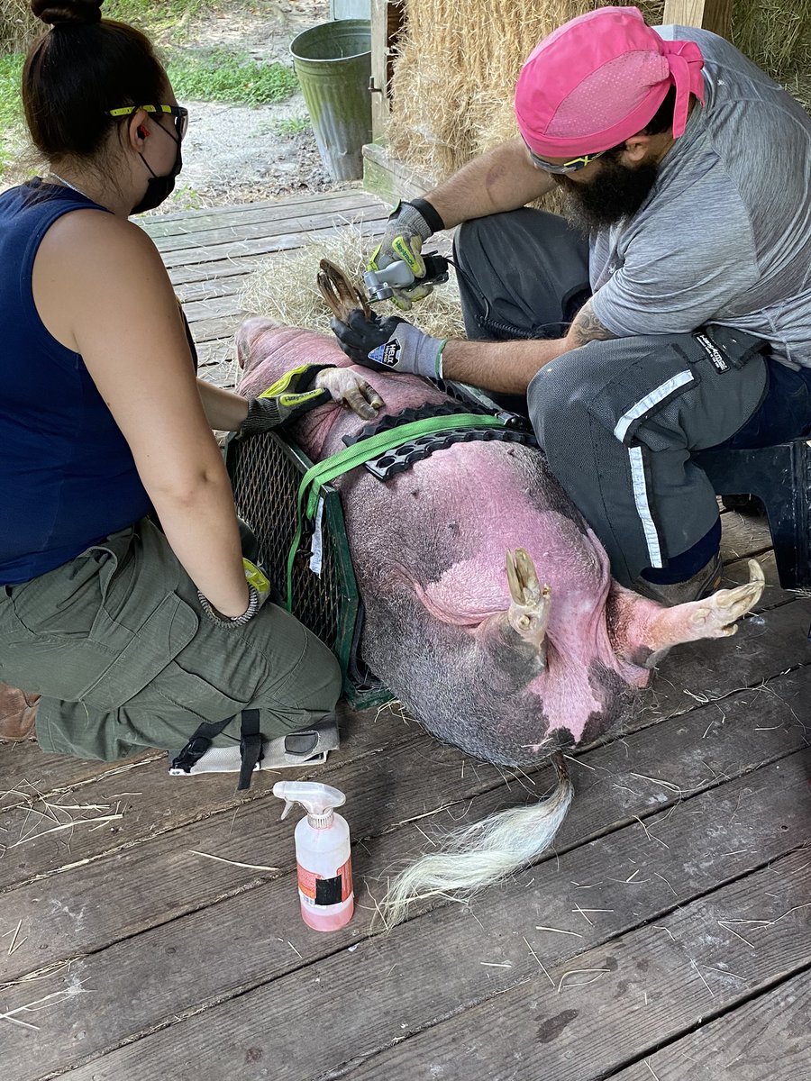 LLMSWorkshop's tweet photo. Izzy gets a pedicure! Awesome job done by @theminipigfarrier #breakalegandfly #theminipigfarrier https://t.co/RFjKXKIvuT