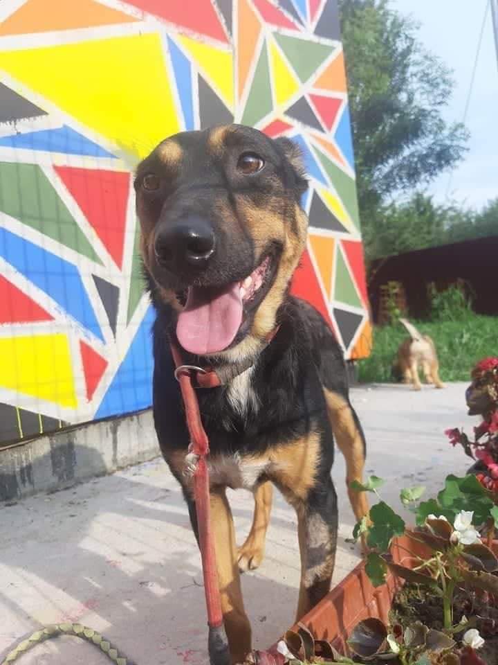 SCD_Rescue's tweet image. Paddy’s adopters have had to pull out.
He is due to travel in September with his siblings.
Paddy is currently living in the shelter in Bosnia with his siblings Poppy and Sean , they both have forever homes waiting and Paddy would love to find a new home so he isn’t left behind.