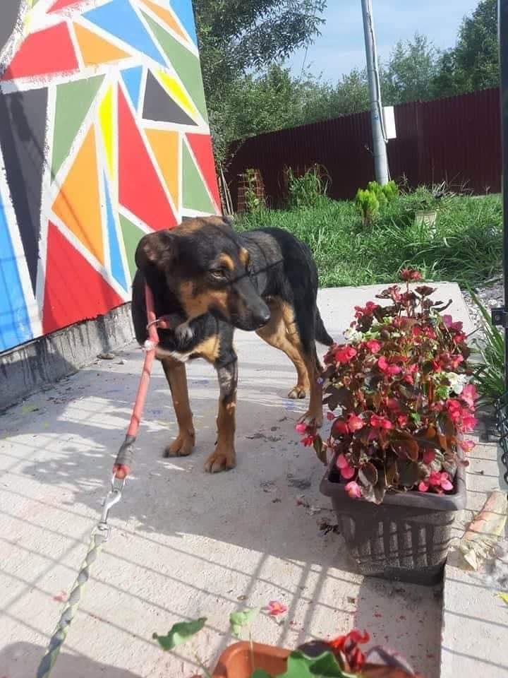 SCD_Rescue's tweet image. Paddy’s adopters have had to pull out.
He is due to travel in September with his siblings.
Paddy is currently living in the shelter in Bosnia with his siblings Poppy and Sean , they both have forever homes waiting and Paddy would love to find a new home so he isn’t left behind.