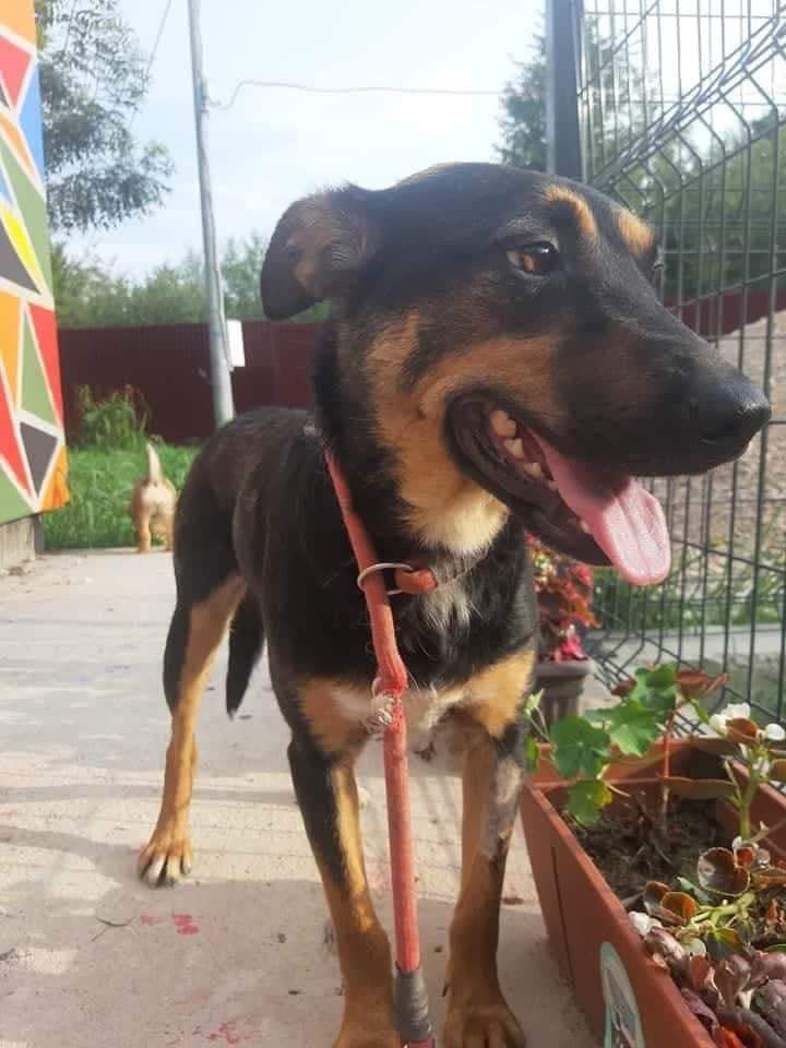 SCD_Rescue's tweet image. Paddy’s adopters have had to pull out.
He is due to travel in September with his siblings.
Paddy is currently living in the shelter in Bosnia with his siblings Poppy and Sean , they both have forever homes waiting and Paddy would love to find a new home so he isn’t left behind.
