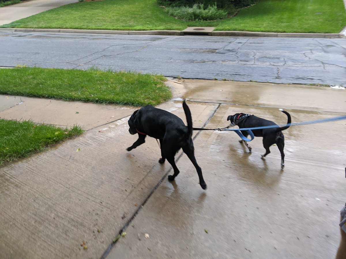 Morning 🐕 walk #summershapeupchallenge #runlikeawolf100miles