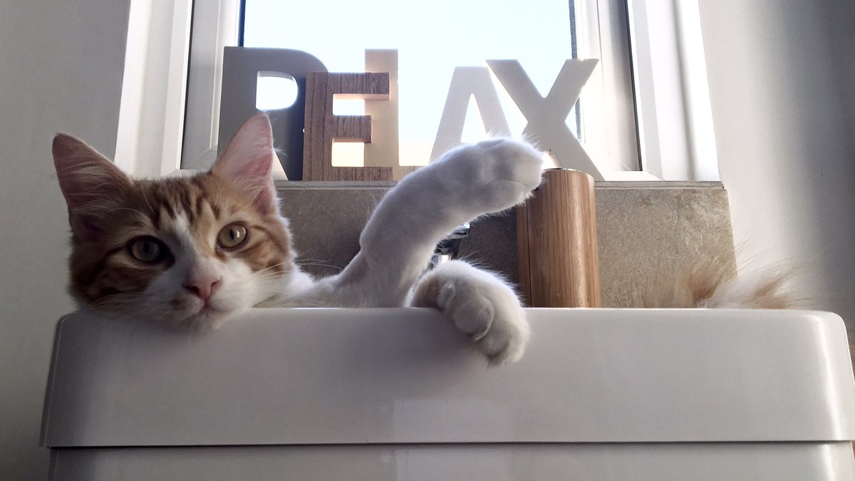 Mathematicats's tweet image. Only one way to keep cool in this heat, furriends! ☀️😸☀️

#CatsOfTwitter #CatBoxSunday #SundayMorning