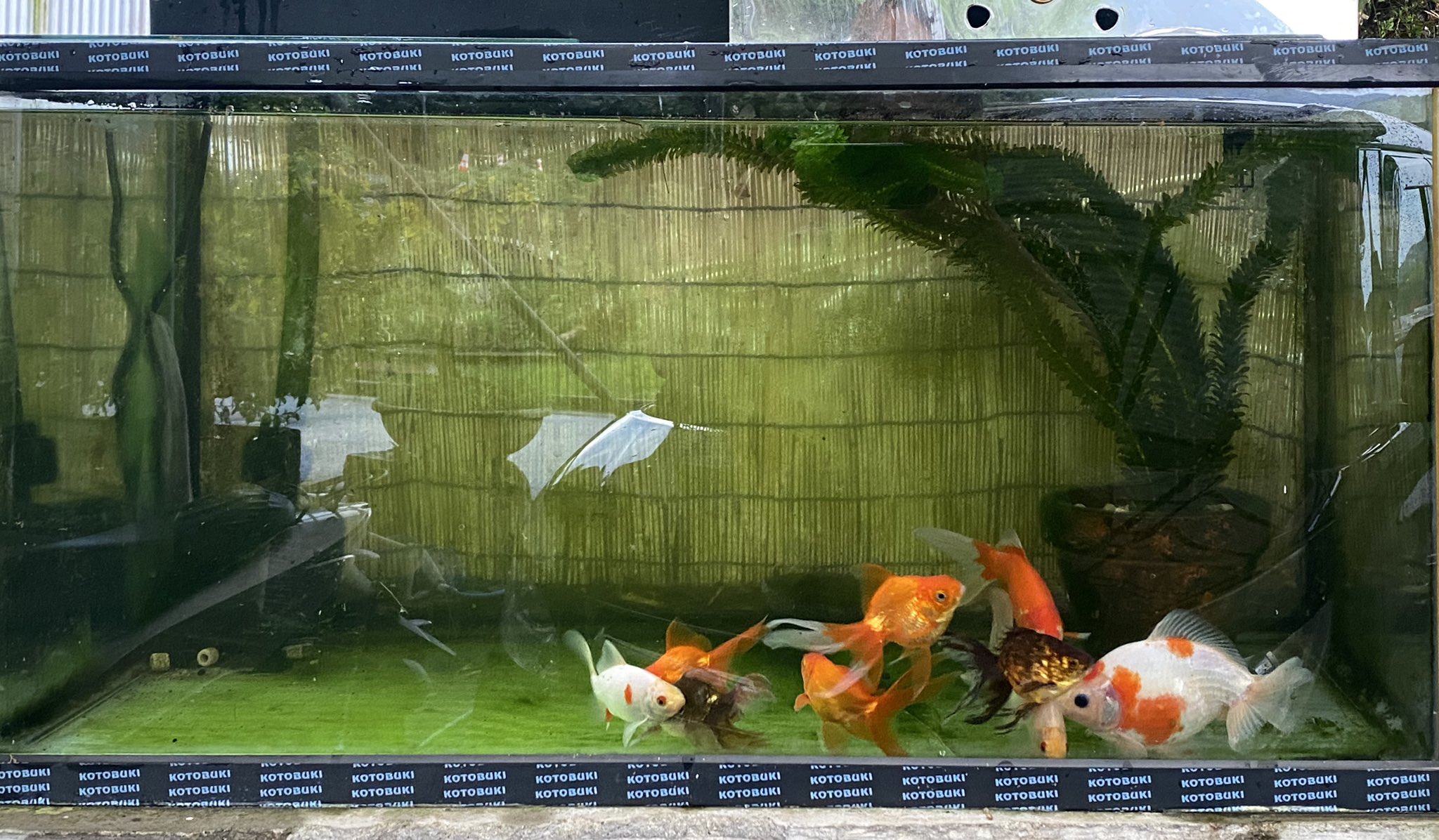 計算する ぼかす ヘリコプター 水槽 バック スクリーン ダイソー Ginza Ikkyu Jp