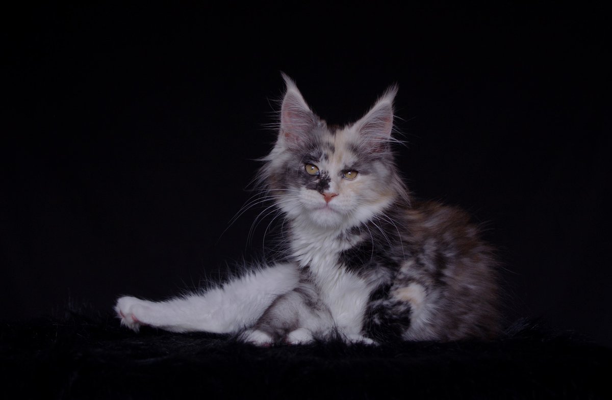 Devil's Shadow Rebelle 🖤

#cats #catstagram #catlover #cats_of_instagram #cats_of_instworld  #lovelycats #kitten #kittensofinstagram   #mainecoon #maine_coon #mainecoonsofig #mainecoonlover #mainecoonbaby #mainecoonlove #cuteanimals #cutecatpics