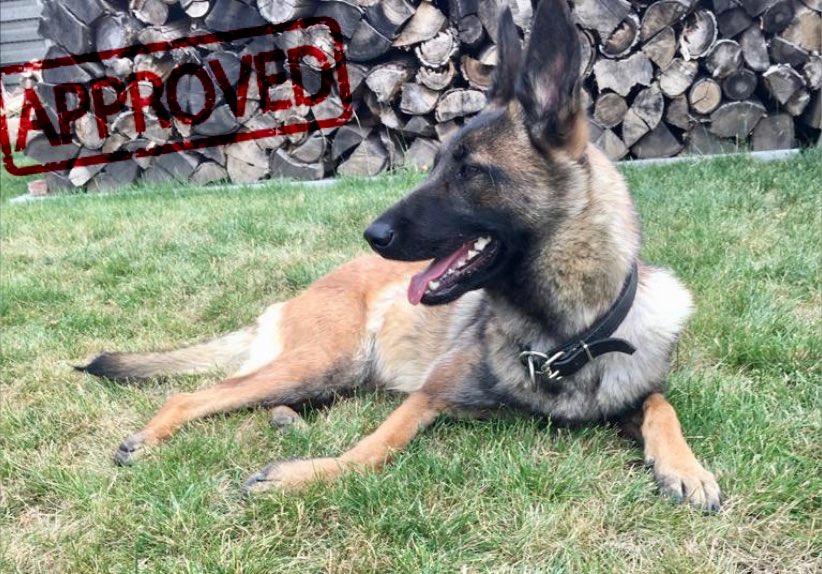 Our third dog for detection in #CBRN is approved for duty! Bailey is a 13 months old female Belgian Malinois who will be trained as EDD so we have a class of 3 now! #EUBullseye