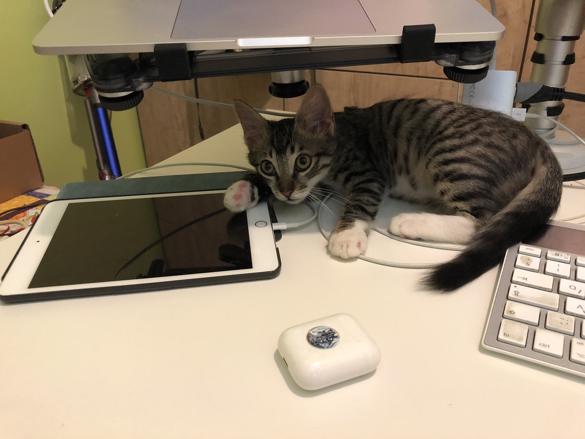 TheLastSkywalkwerr tweet media