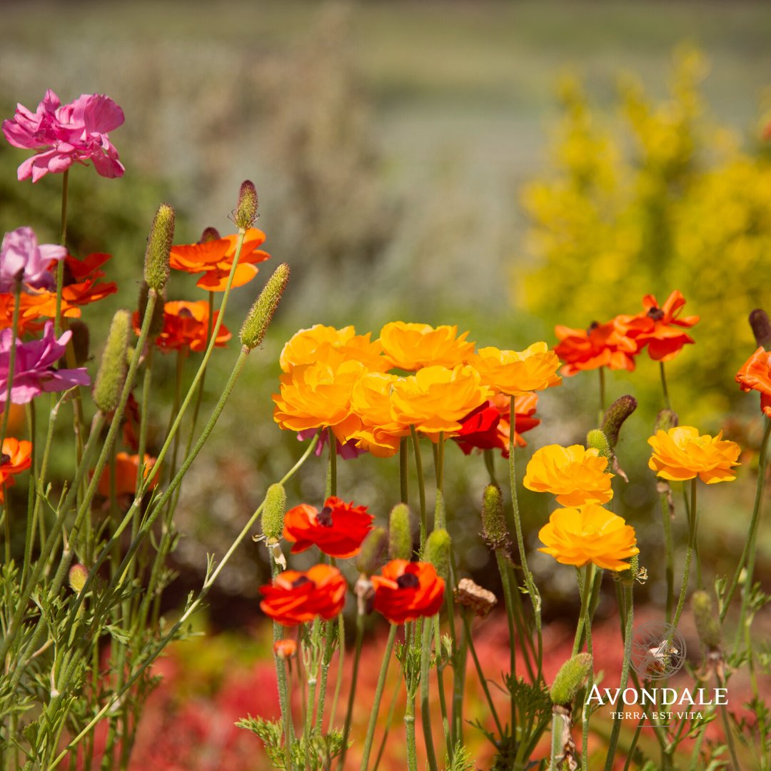 Avondalewine's tweet photo. To all the women contributing to the success of Avondale, thank you for making it all happen.
To honor our Extraordinary Women, we will introduce the Avondale Ladies over the next week.
#Avondaleiwnesa; #IWD2020; #InternationalWomensDay #FABER; #Ochra; #SaveMyLivelihood https://t.co/qswjrhxR9N