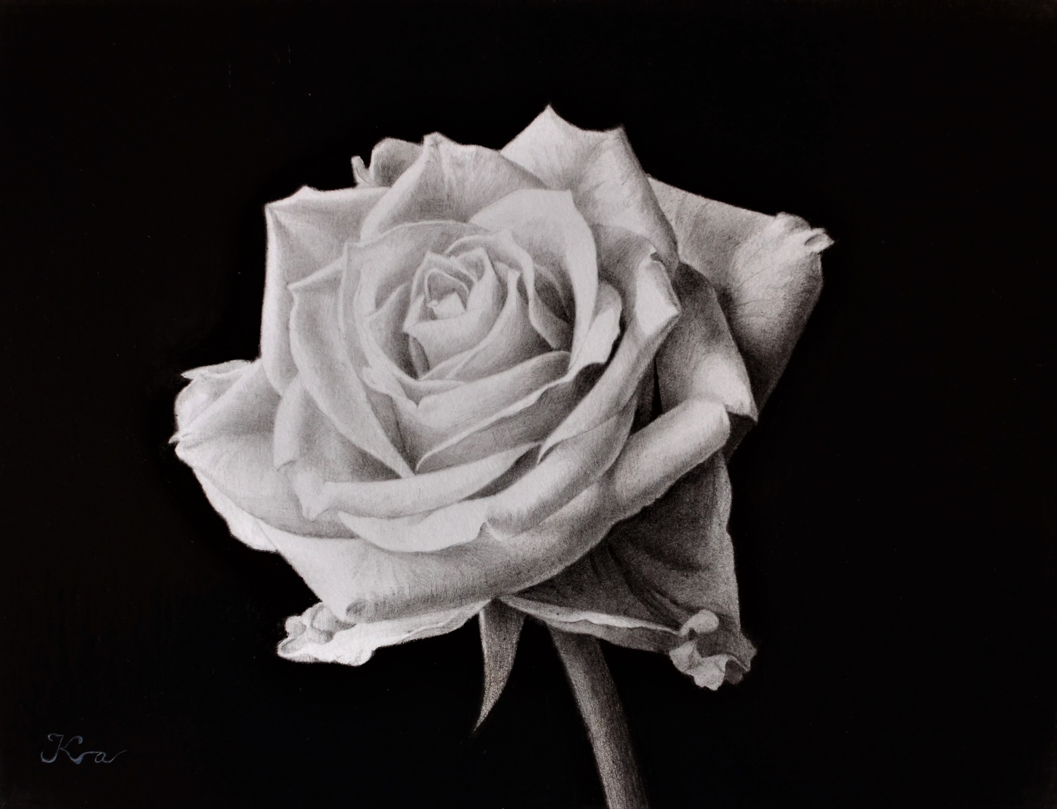 片桐剛art Works 鉛筆画で描いた薔薇 背景にダーマトグラフ 油性色鉛筆 を使用した作品もありますが 画像では判別できませんね 絵描きさんとつながりたい 線を紡ぐもの 芸術の輪 画人工房 鉛筆画 鉛筆 色鉛筆 ダーマトグラフ バラ