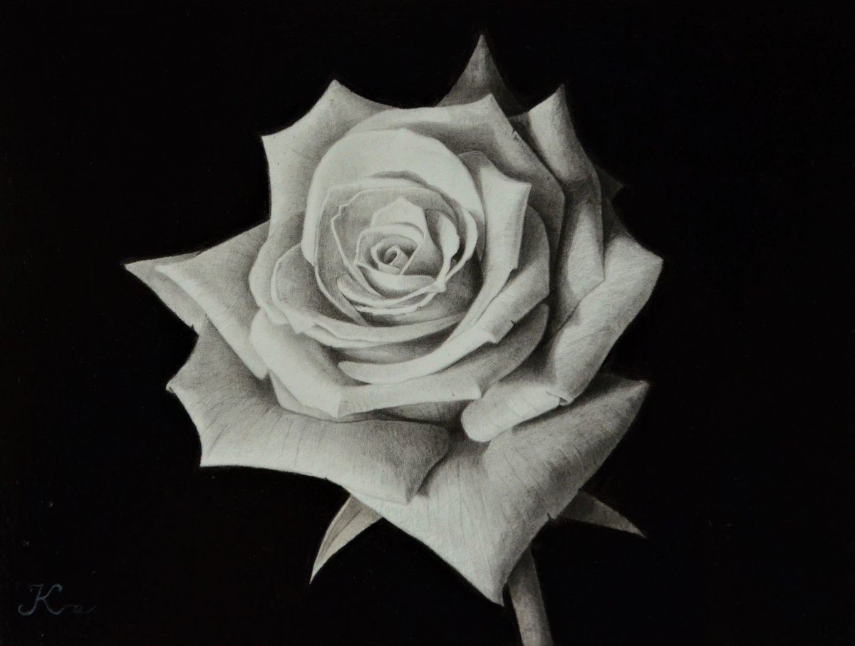 鉛筆画で描いた薔薇 背景にダーマトグラフ（油性色鉛筆）を使用した