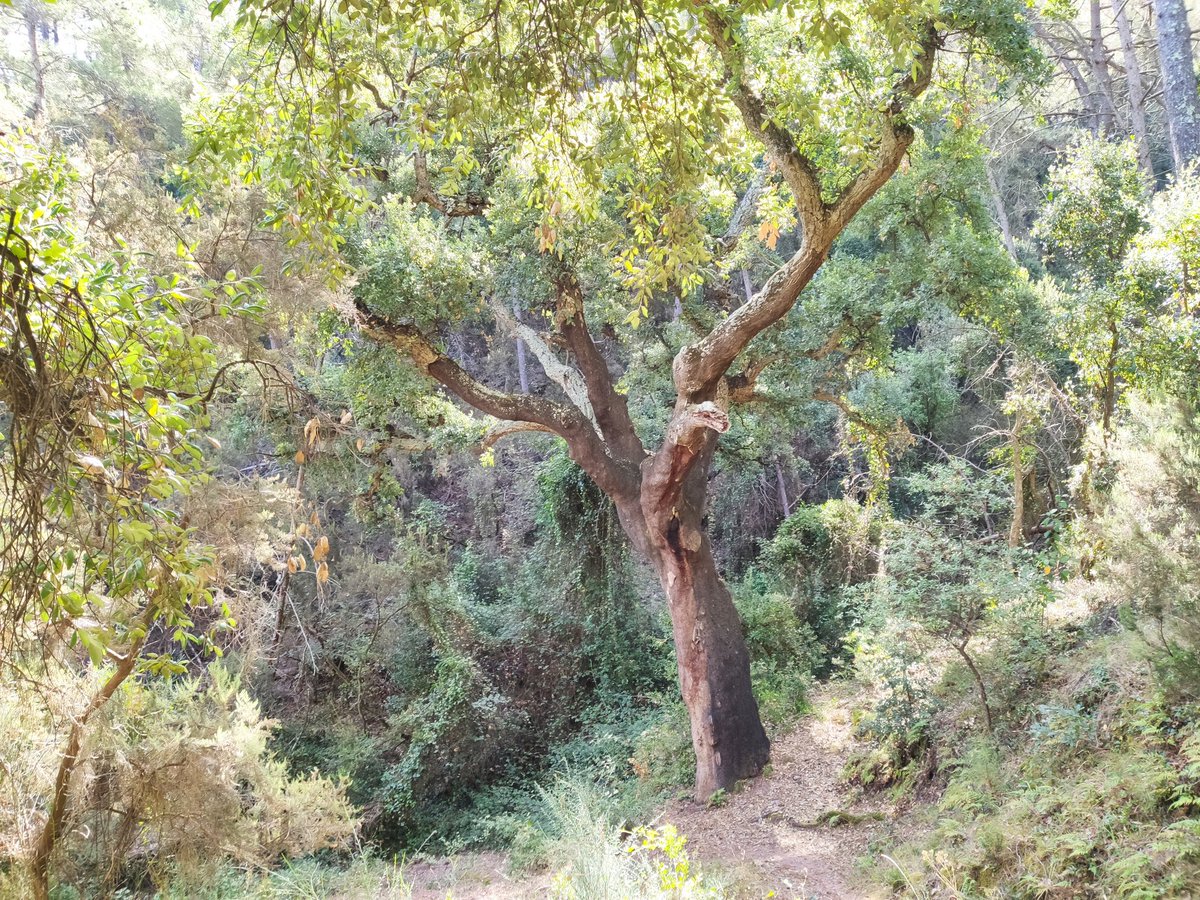 Hui , ja que havia d'anar a #Eslida, he pensat: 'fem un rodeig i fem un passeget pels Òrgans de Benitandús' #SerraEspadà
Eixint desde Sueras i tornant pel camí de la font del porc

Després pujaré més fotos que he fet amb la càmera