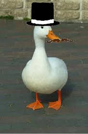 BigBoyCentauri's tweet photo. ok so since i see u guys like ducks too:) im gonna post ducks occasionally :) https://t.co/y6besPfaQy