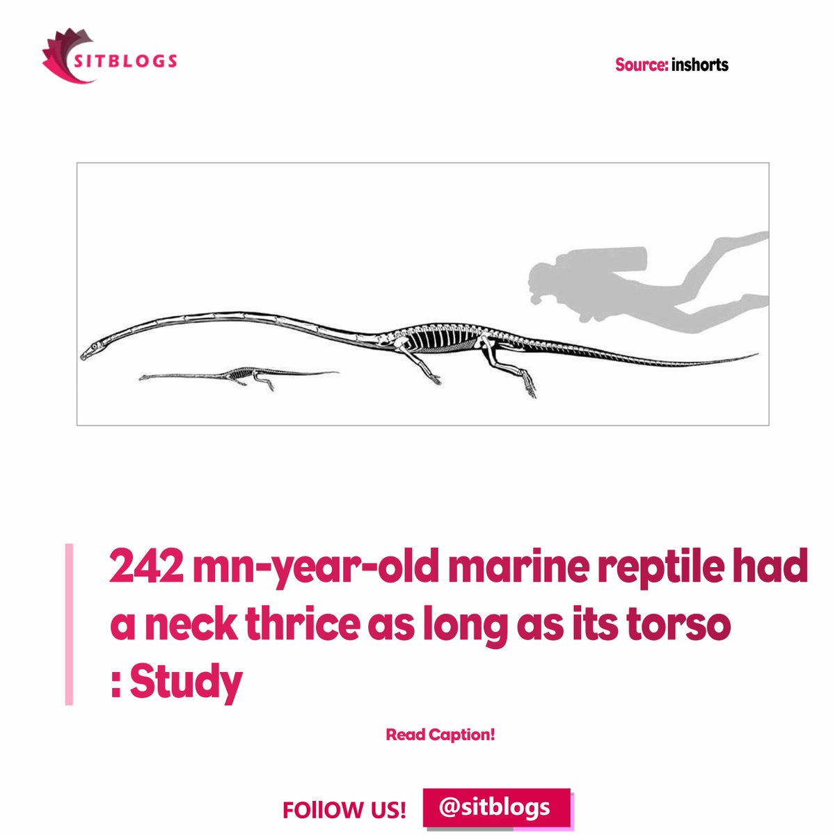 sitblogs's tweet photo. Its neck was three times as long as its torso, but had only 13 extremely elongated vertebrae: Tanystropheus, a bizarre giraffe-necked reptile which lived 242 mn years ago, is a paleontological absurdity. 

Follow @sitblogs ❤️

#trendingnews #sitblogs #somethingistrending https://t.co/Y6f6G1iJgu