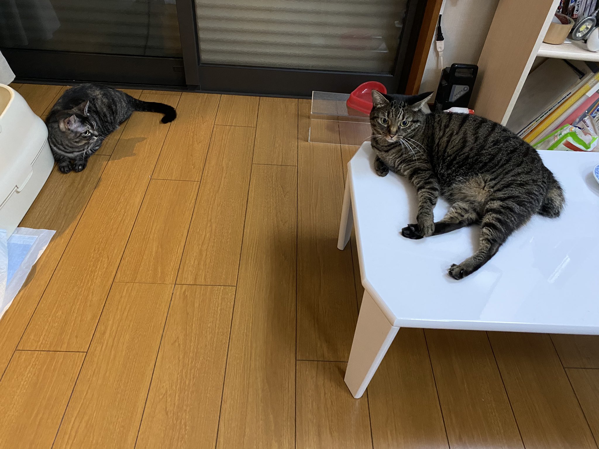 田畑由秋 Tabata Yoshiaki 타바타 요시아키 そうそう 全て治療が終わってから話そう思っていたのですが 余湖さんの胆石緊急入院ついでに 血液検査をしたらpsa値が109 生検したら結構な前立腺ガンであることがわかりました 猫じゃないですよ 私がです