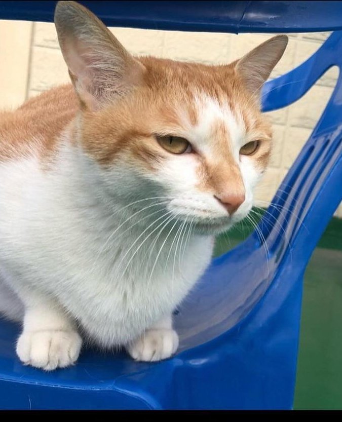 дуни кот минхо. коты минхо stray kids. коты минхо. Lee know cats. дори кошка минхо.